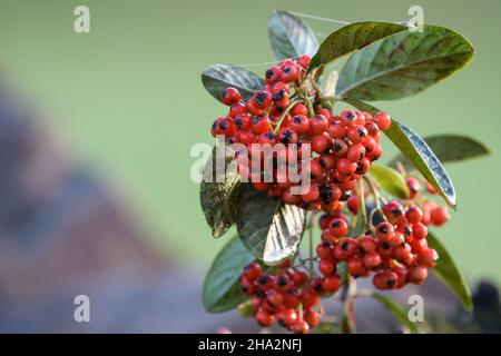 Red fruits of Cotoneaster lacteus Stock Photo