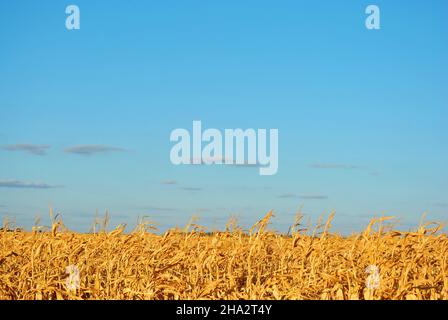 Dry golden yellow maize field on bright blue cloudy sky background Stock Photo