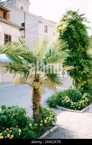 Small palm tree grows on a green flower bed with yellow flowers near the house Stock Photo