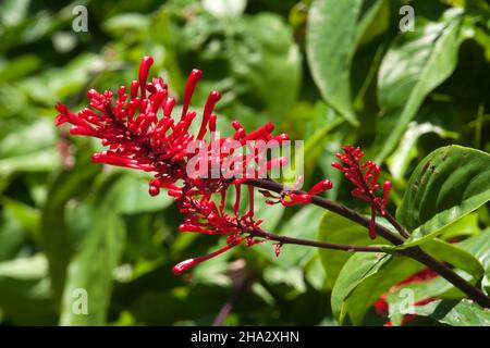 Sydney Australia, red flowers of a Odontonema tubaeforme or firespike shrub
