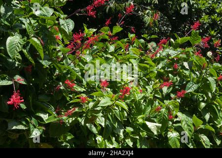 Sydney Australia, odontonema tubaeforme or firespike shrub with red flowers