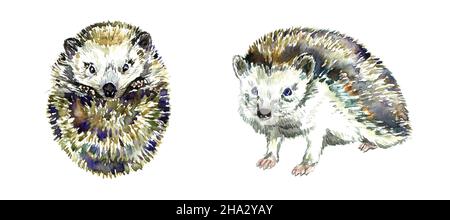 South african hedgehog collection, curled top view and standing side view, hand painted watercolor illustration Stock Photo