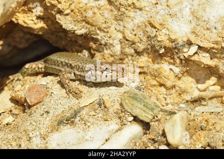 Closeup on an adult Andalusian wall lizard, Podarcis vaucheri Stock Photo