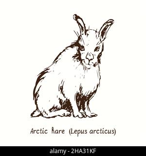 Arctic hare (Lepus arcticus) sitting side view. Ink black and white doodle drawing in woodcut style. Stock Photo