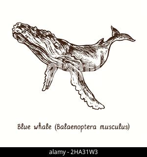 Blue whale (Balaenoptera musculus) side view. Ink black and white doodle drawing in woodcut style. Stock Photo