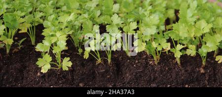 Top view of  celery plants growing in the soil Stock Photo