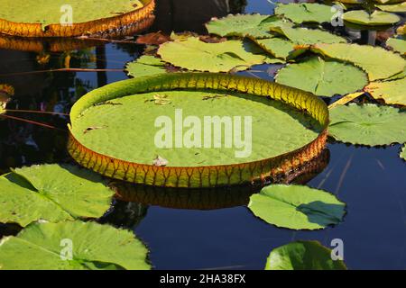 Lush green lily pads floating on the surface of the lily pool. Stock Photo