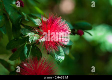Calliandra harrisii is a species of flowering plants of the genus Calliandra in the family Fabaceae. Stock Photo