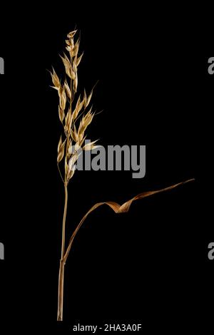Ripe dried spikelet of oats isolated on black background. Single ear of grain with leaf. Stock Photo