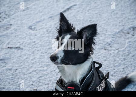 A cute young border collie puppy sits patiently and looks attentively whilst training outdoors in the snow during winter. Stock Photo