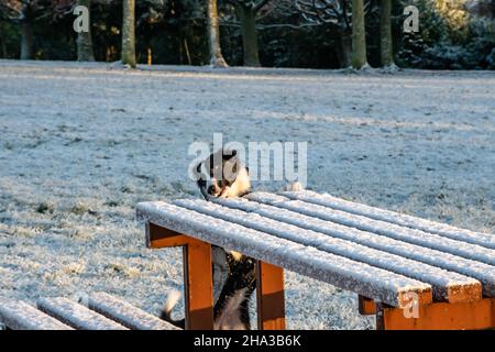 A cute young border collie puppy reaches for food on a snow covered picnic table in a park during winter. Stock Photo