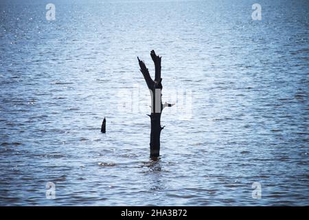 Remain of the dry tree in the lake Stock Photo