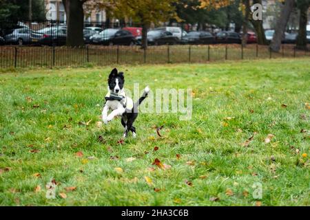 An attentive young black and white border collie puppy jumping whilst playing outdoors in the park. Stock Photo