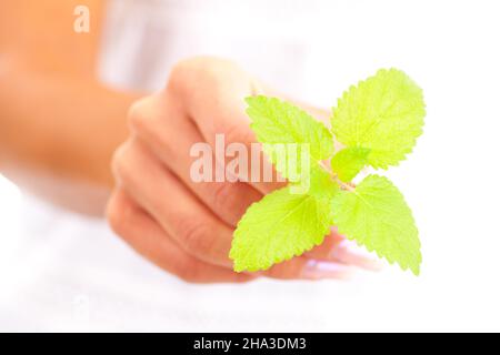 hand, care, palm, form, women handbag, beautiful, balm, fingers, young, tender, woman, nails, white, soft, alone, detail, wellness, upper body, gently Stock Photo