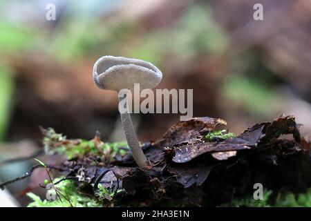 Helvella macropus, also called Helvella bulbosa, commonly known as Felt saddle fungus, wild fungus from Finland Stock Photo