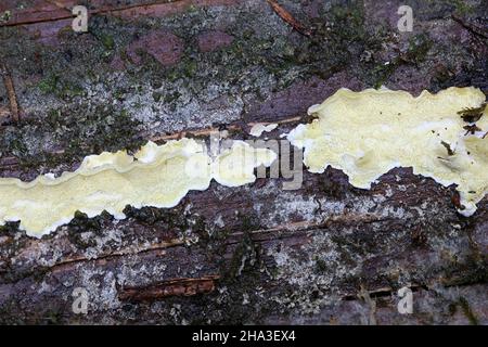 Antrodiella citrinella, also called Flaviporus citrinellus, a polypore fungus from Finland with no common English name Stock Photo