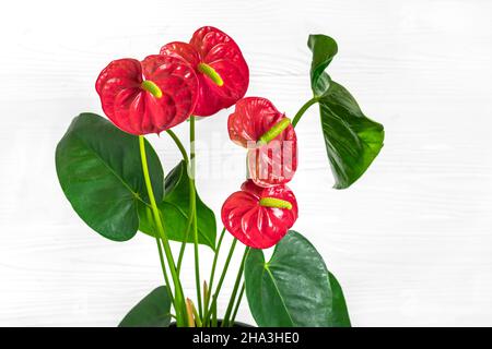 House plant Anthurium in white flowerpot isolated on white background Anthurium is heart - shaped flower Flamingo flowers or Anthurium andraeanum Stock Photo