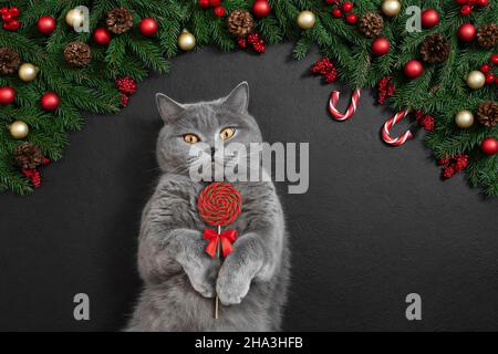 British cat with lollipop on Christmas decorations background. Festive greeting card with space for text. Top view, flat lay. Stock Photo