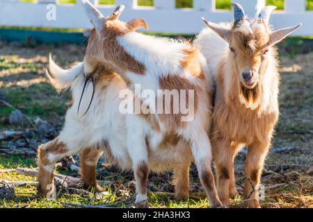 Two goats standing together, one looking at the camera and the other scratching itself. Stock Photo