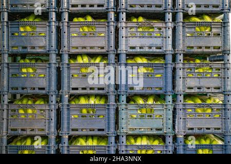 Banana production and crop transportation. Fresh bananas are packed in plastic shipping boxes that are in the production shop. Stock Photo