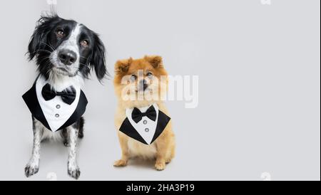 Portrait elegant dogs wearing a tuxedo costume. Isolated on gray background Stock Photo