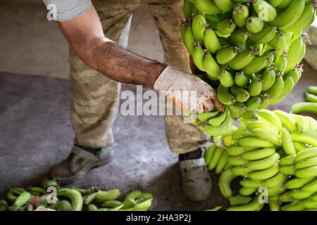 Picking bananas. Man in work gloves sorts of green bananas. Preparation of bananas for wholesale. Side view. Stock Photo