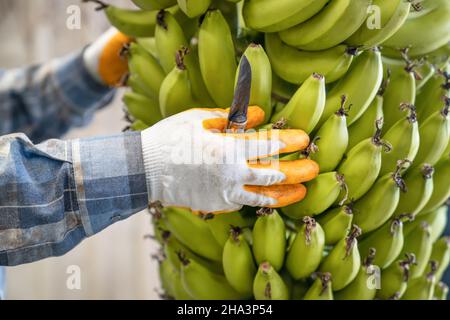 https://l450v.alamy.com/450v/2ha3p54/banana-industry-large-bunch-of-green-ripe-bananas-in-mens-hands-preparation-of-bananas-for-wholesale-side-view-2ha3p54.jpg