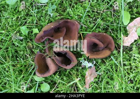 Otidea bufonia, known as split goblet or rabbit-ear cup fungus, wild mushroom from Finland Stock Photo