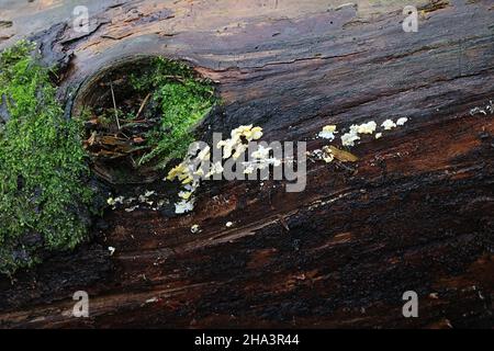 Antrodiella citrinella, also called Flaviporus citrinellus, a polypore fungus from Finland, no common English name Stock Photo