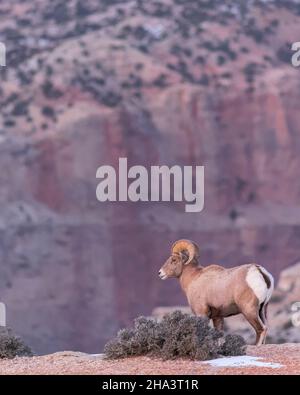 A bighorn ram surveys the country from his perch atop a canyon wall in Bighorn Canyon National Recreation Area, Montana. Stock Photo