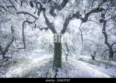 Snow in Tuscany, olive trees in the grove and and the sun in the branches. Winter landscape. San Gimignano, Italy, Europe Stock Photo