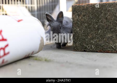 Beautiful shot of a grey, fluffy, long-haired rabbit running Stock Photo