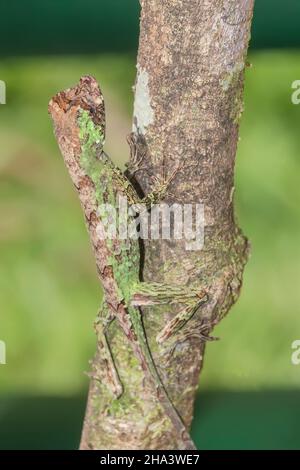 Pug-nosed anole lizard (Norops capito) camouflaged, Costa Rica, Central America Stock Photo