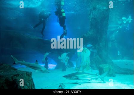 Madrid, Spain. 10th Dec, 2021. Two divers installing the traditional Christmas Nativity Scene underwater inside the shark tank of the aquarium in the Zoo of Madrid. Credit: Marcos del Mazo/Alamy Live News Stock Photo
