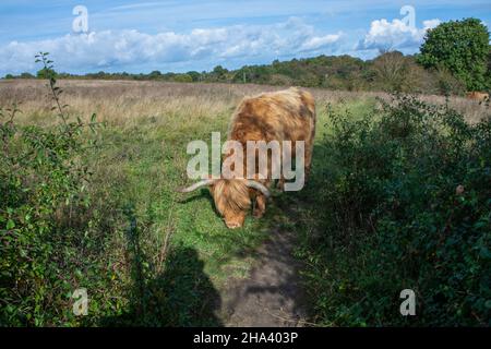 Highland Cow grazing wildlflower meadow Stock Photo