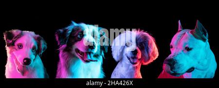 Composite image made of funny dogs different breeds on dark studio background in neon light. Stock Photo