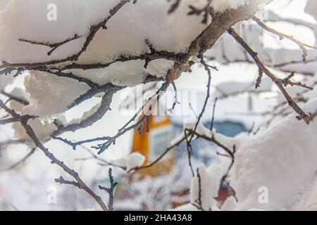 the branches of the apple tree are covered with a thick layer of snow after heavy snowfall in the garden at the beginning of winter Stock Photo
