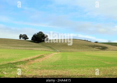 View of North Downs (Kent Downs AONB) from between Cobham Farm and Hart Hill Farm, Charing, Ashford, Kent, England, United Kingdom Stock Photo