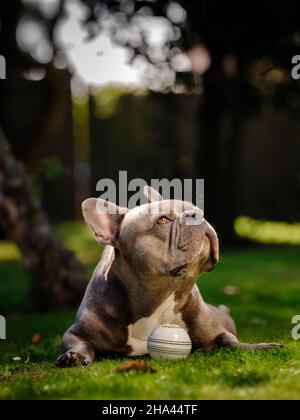 Cricketer Chris Jordan and his French Bull dog Griffin. Editorial Use Only Picture by Jim Holden Stock Photo