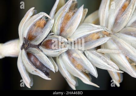 Common bunt, or stinking smut and covered smut, is a disease of spring and winter wheats caused by Tilletia tritici and laevis. Stock Photo