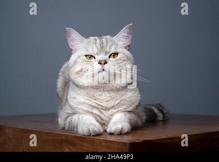 cute fluffy silver tabby british shorthair cat lying on wooden table looking at camera on gray background with copy space Stock Photo