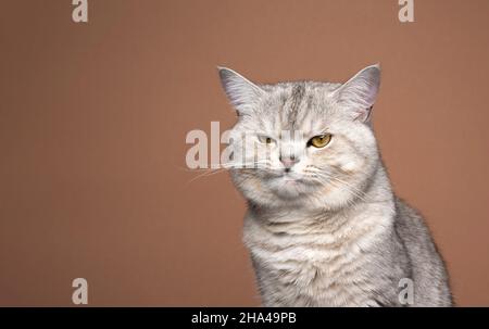 fluffy silver tabby british shorthair cat looking grumpy and displeased on brown background with copy space Stock Photo