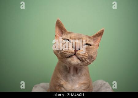 brown lilac devon rex cat making funny face looking at camera with squint eyes portrait on mint green background with copy space Stock Photo