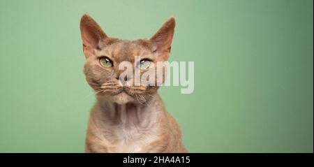 lilac fawn devon rex cat with green eyes looking at camera portrait on green background with copy space Stock Photo