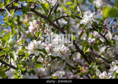 A bee collects pollen in flowers of a old sour cherry tree Stock Photo