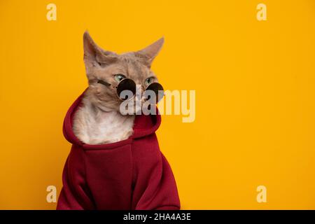 cool cat portrait. fawn lilac devon rex cat wearing red hoodie looking over round sunglasses on yellow background with copy space Stock Photo