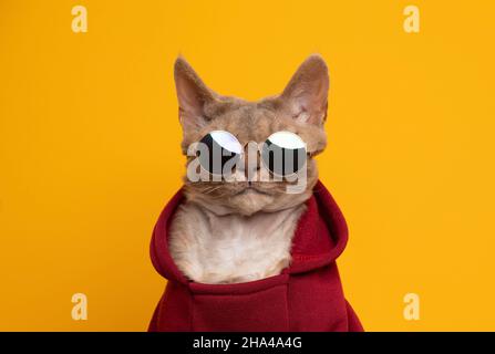 cool cat portrait. fawn lilac devon rex cat wearing red hoodie and round sunglasses looking at camera portrait on yellow background with copy space Stock Photo