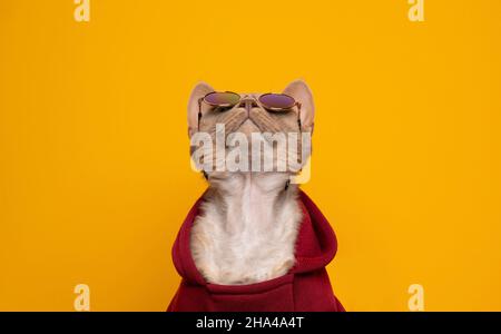 cool cat portrait. fawn lilac devon rex cat wearing red hoodie and sunglasses looking up at copy space curiously Stock Photo