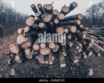 Pile of firewood on edge of  forest after felling trees. Freshly cut logs are stacked in large pile. Stock Photo