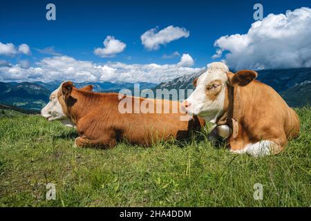 alpine green fields and cows at meadows. salzkammergut region,austria,alps. europe. Stock Photo